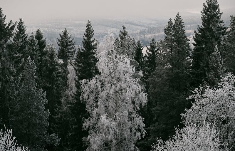 Winter Evergreens
