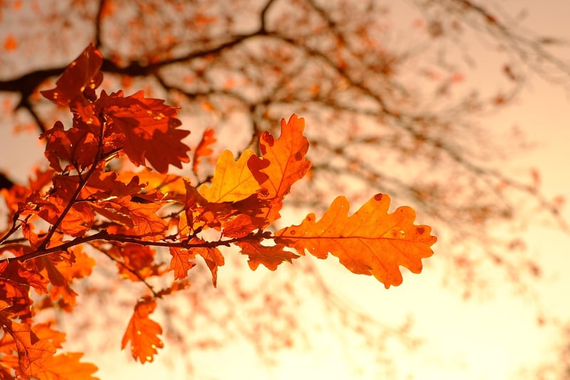 Fall Plants