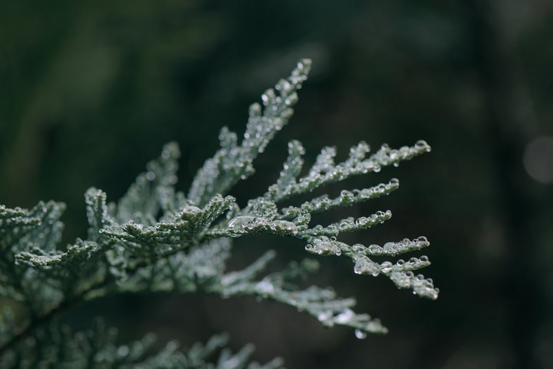Juniper in Winter