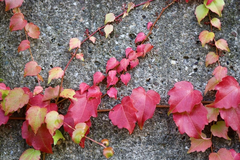 Living Wall Art