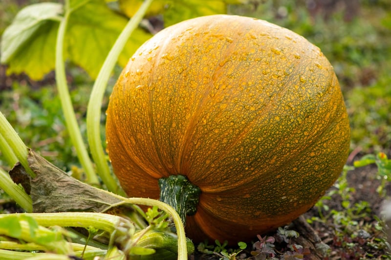 Pumpkins in Autumn