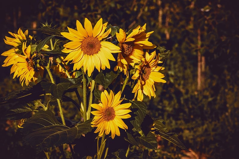 Sunflowers