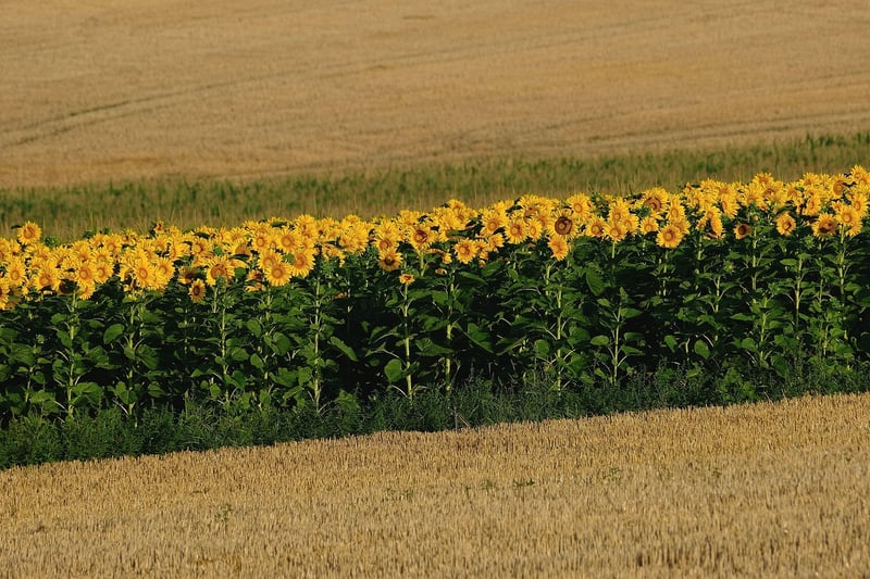 Sunflower in Summer