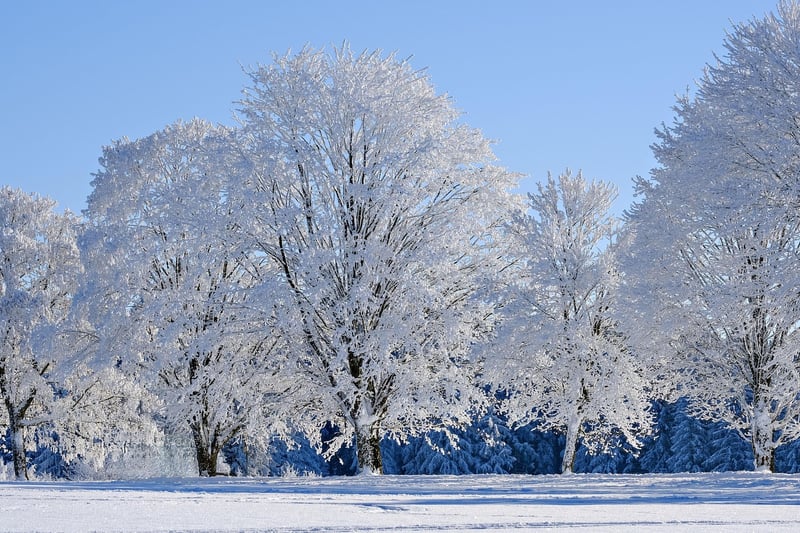 Winter Plants